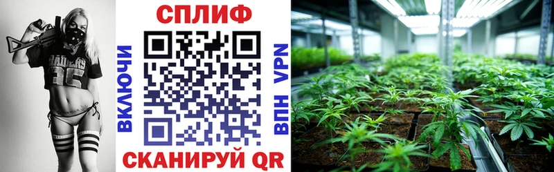 где купить наркоту  Хасавюрт  Каннабис индика 
